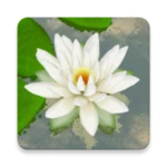 3d lotus free android application logo